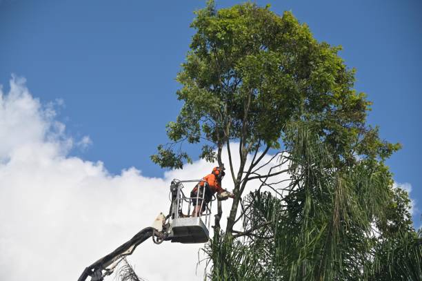 Seasonal Cleanup (Spring/Fall) in Allentown, NJ